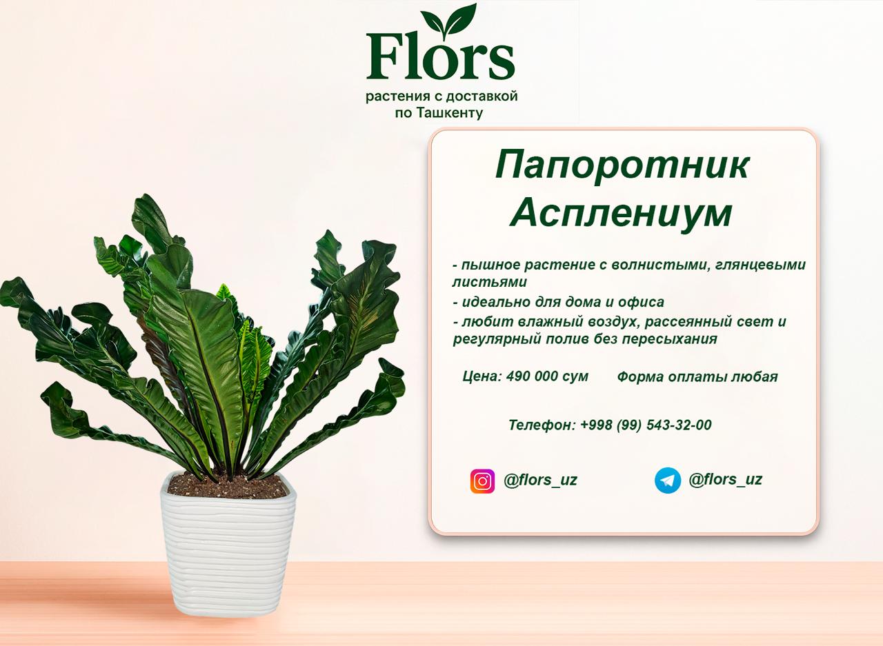 Папоротник Асплениум купить в Ташкенте