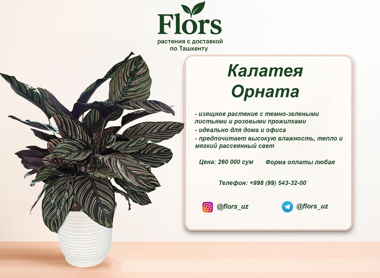 Калатея Орната купить в Ташкенте