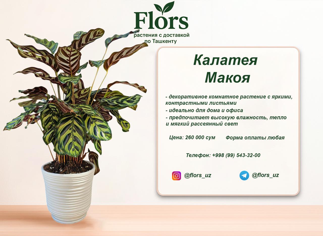 Калатея Макоя купить в Ташкенте