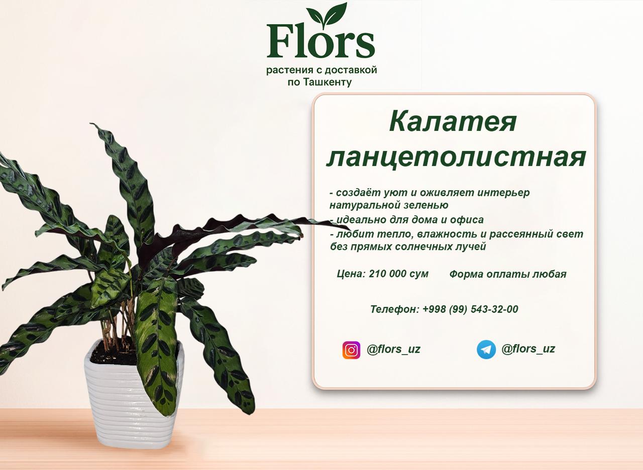 Калатея Ланцетолистная купить в Ташкенте