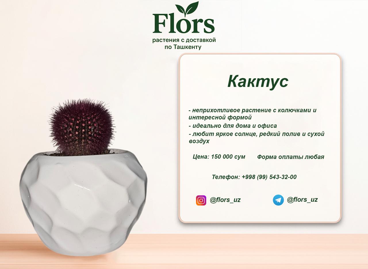 Кактус купить в Ташкенте