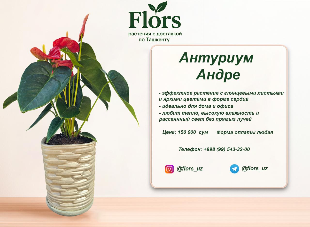 Антуриум Андре купить в Ташкенте