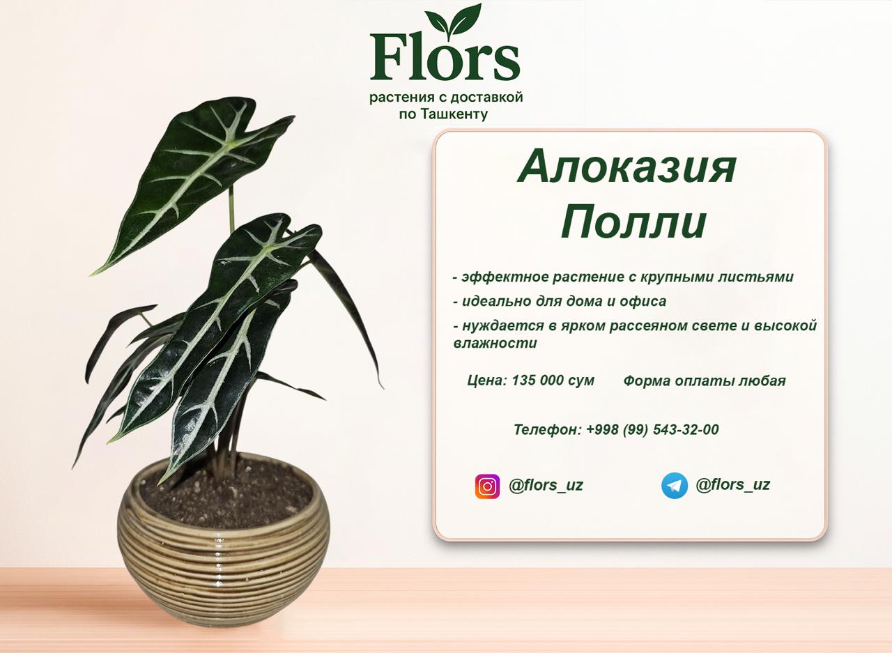 Алоказия Полли купить в Ташкенте