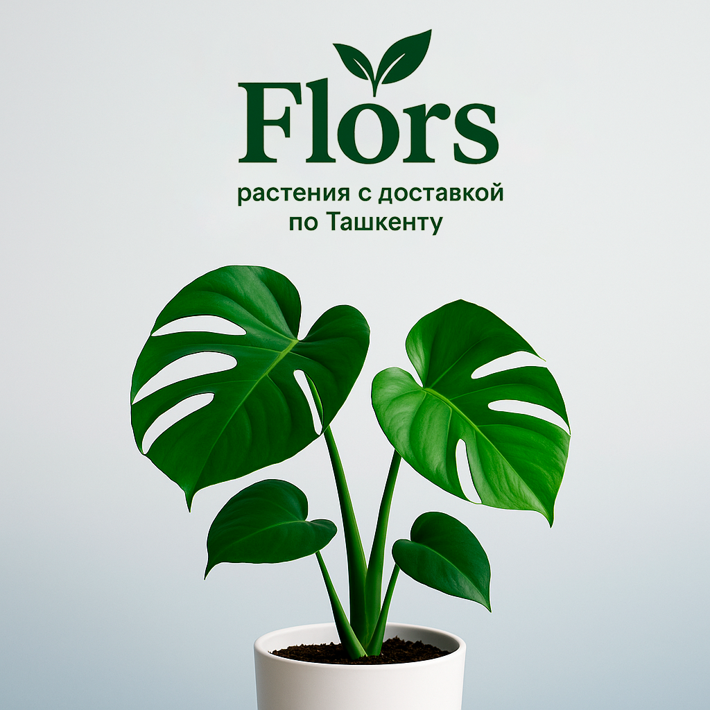 Комнатные растения с доставкой по Ташкенту