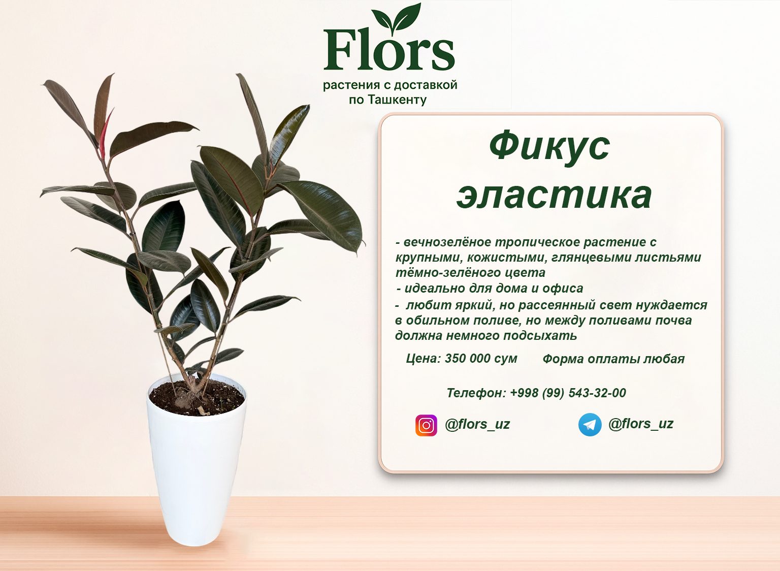 Фикус эластика купить в Ташкенте