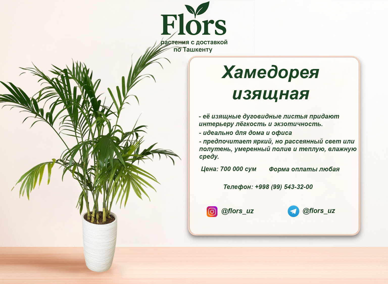 Хамедорея изящная купить в Ташкенте